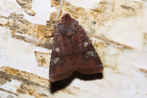 Cerastis leucographa